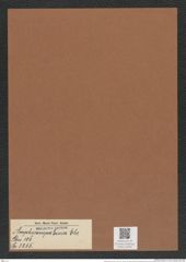 Amphicampa cruca Ehr. (de-Toni-Nr.: Genus 106, Species 3255) Zeichnungen Sammlung Grunow Mappe 03490 (Herbarium_W_Grunow_drawings_Folder_03490)